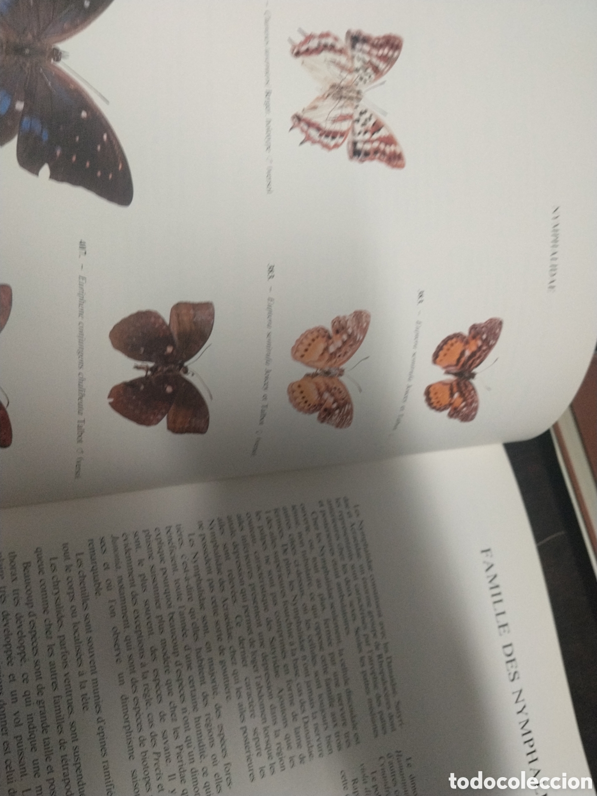Libros de segunda mano: Lucien A. Berger. Les papillons du Za&iuml;re - Foto 3