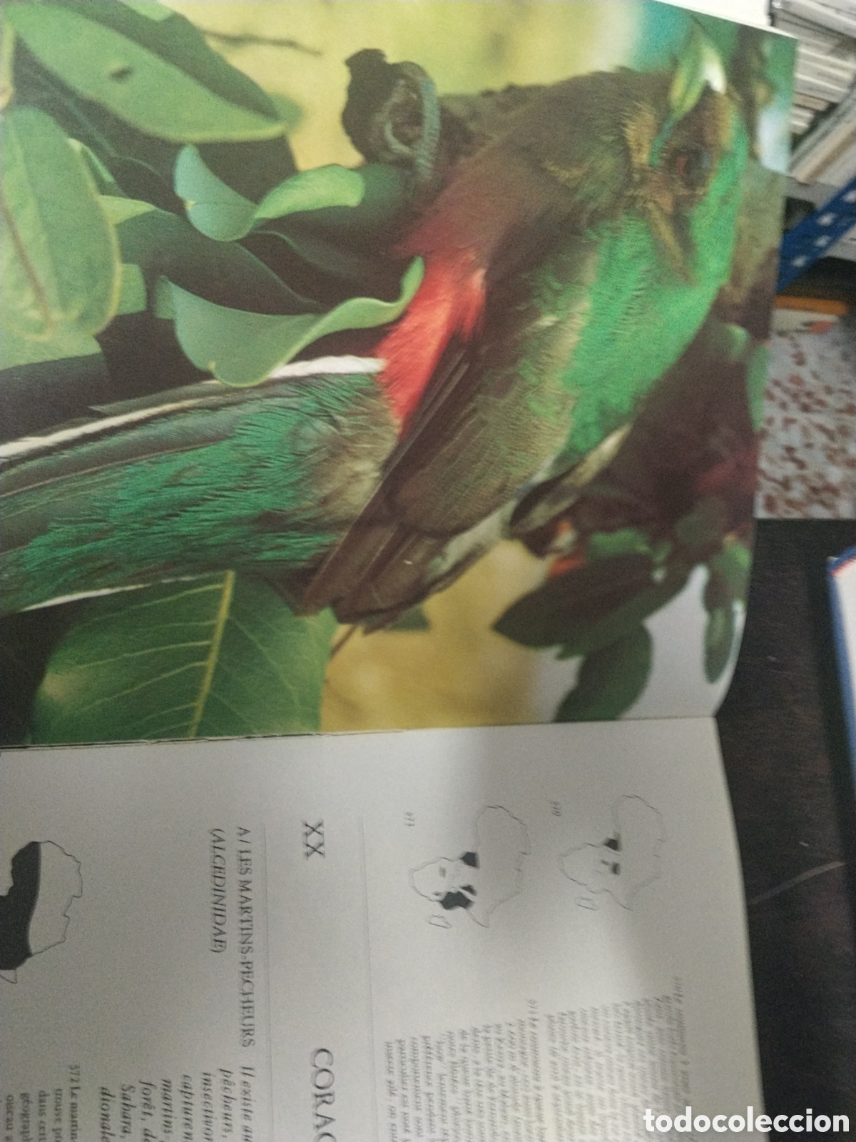 Libros de segunda mano: Le&oacute;n Lippens/ Henri Wille. Les Oiseaux su Za&iuml;re - Foto 3