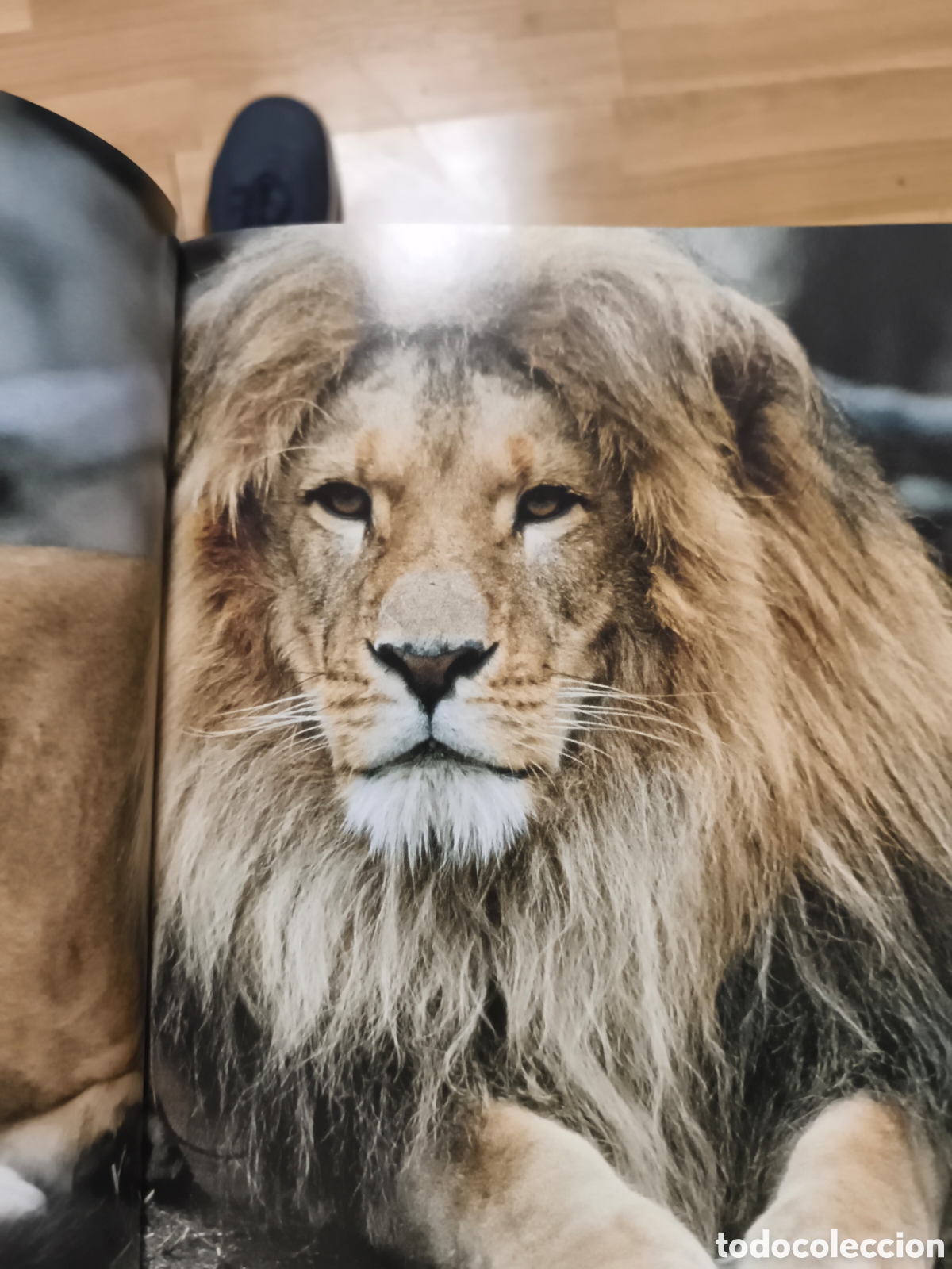 Libros de segunda mano: Felinos salvajes - Briggs, Mike y Peggy - Foto 2