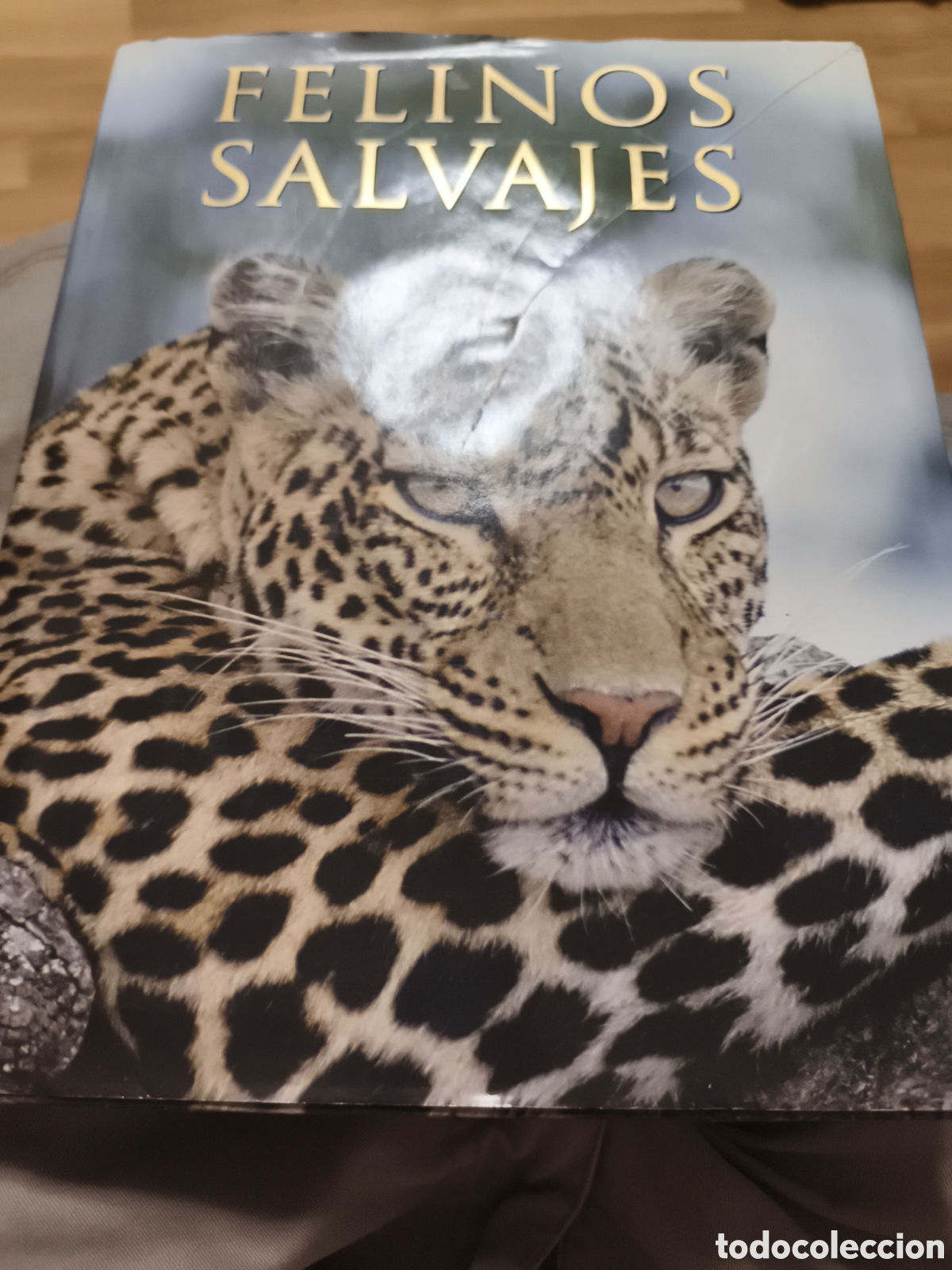 Libri di seconda mano: Felinos salvajes - Briggs, Mike y Peggy