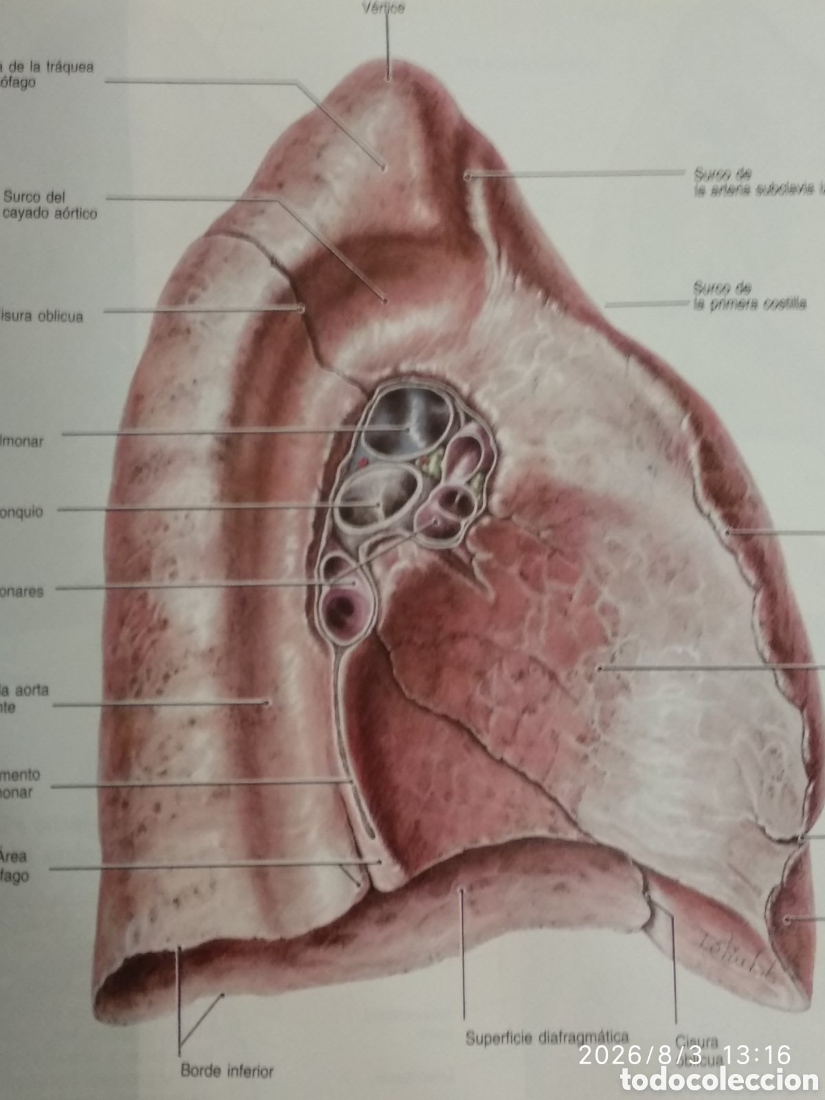 Libros de segunda mano de ciencias: Atlas de anatom&iacute;a de Grant(novena edici&oacute;n) - Foto 13
