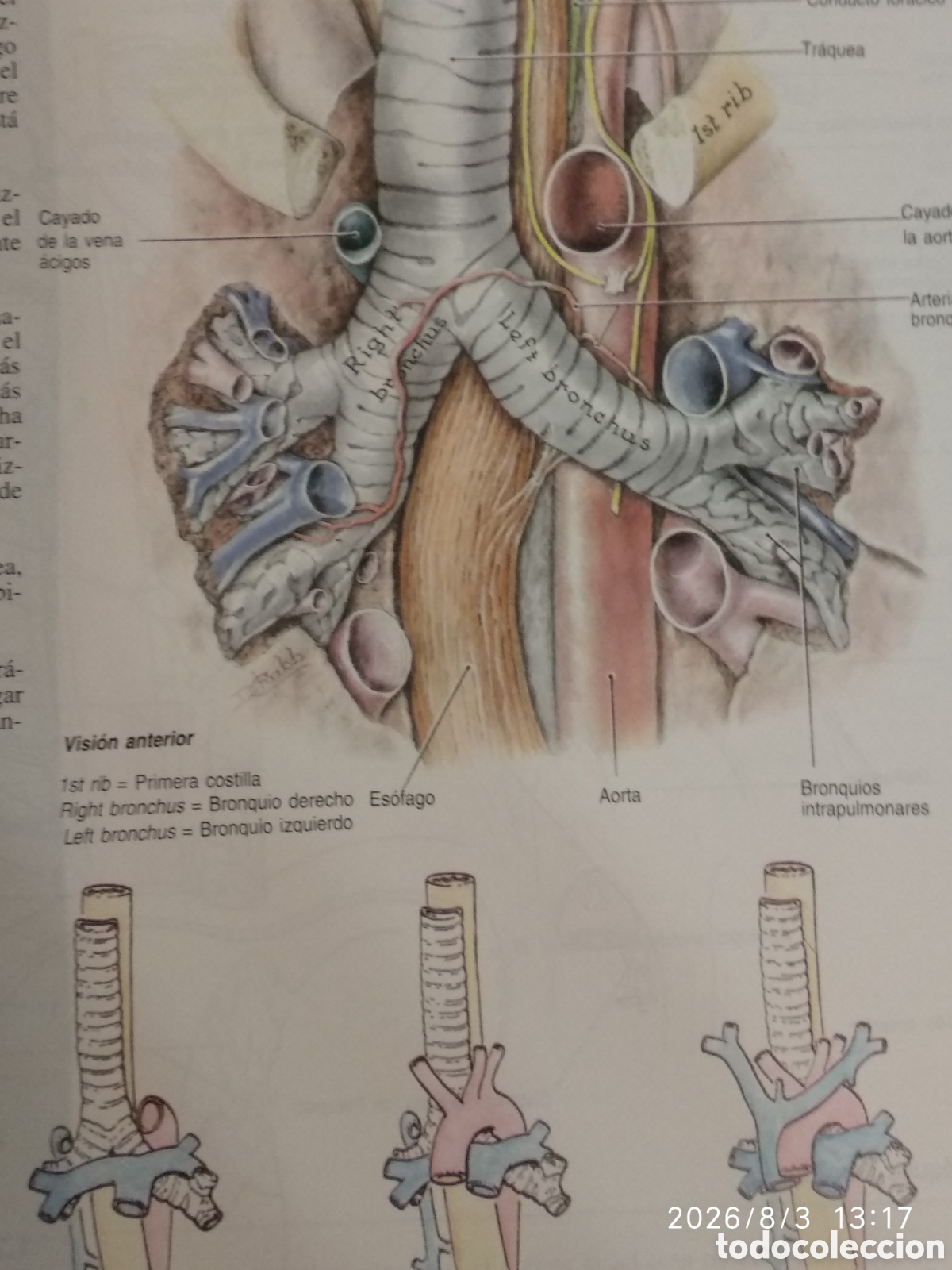 Libros de segunda mano de ciencias: Atlas de anatom&iacute;a de Grant(novena edici&oacute;n) - Foto 14