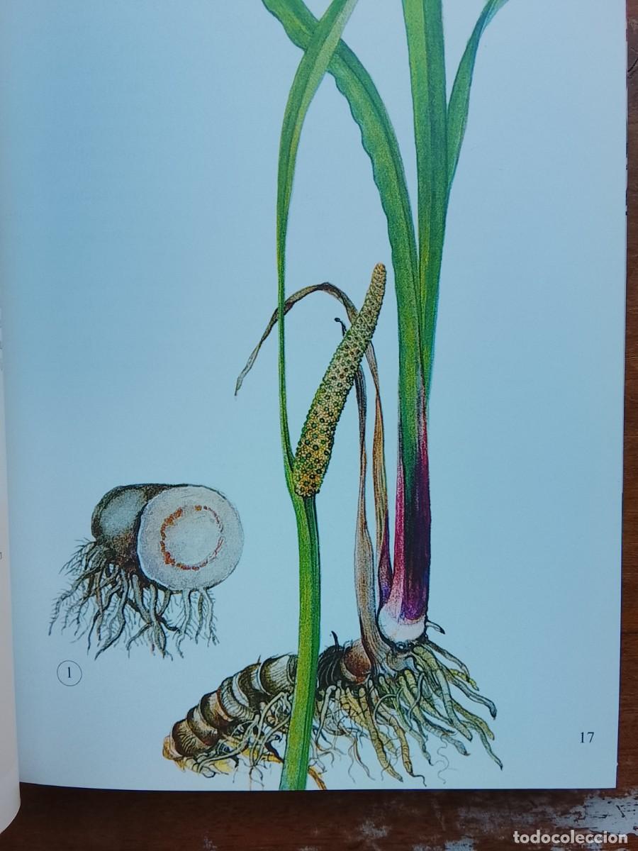Libros de segunda mano: Plantas arom&aacute;ticas y culinarias - Foto 3