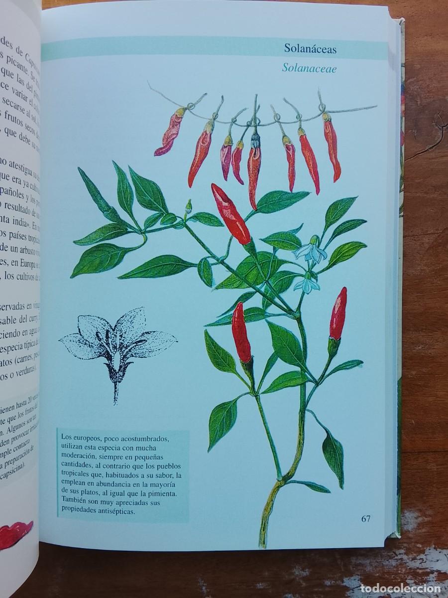 Libros de segunda mano: Plantas arom&aacute;ticas y culinarias - Foto 5