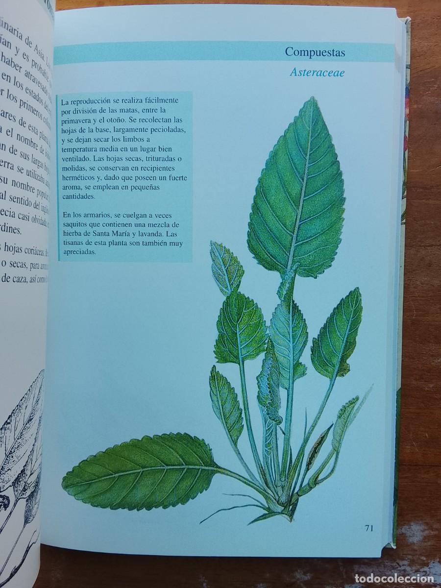 Libros de segunda mano: Plantas arom&aacute;ticas y culinarias - Foto 7