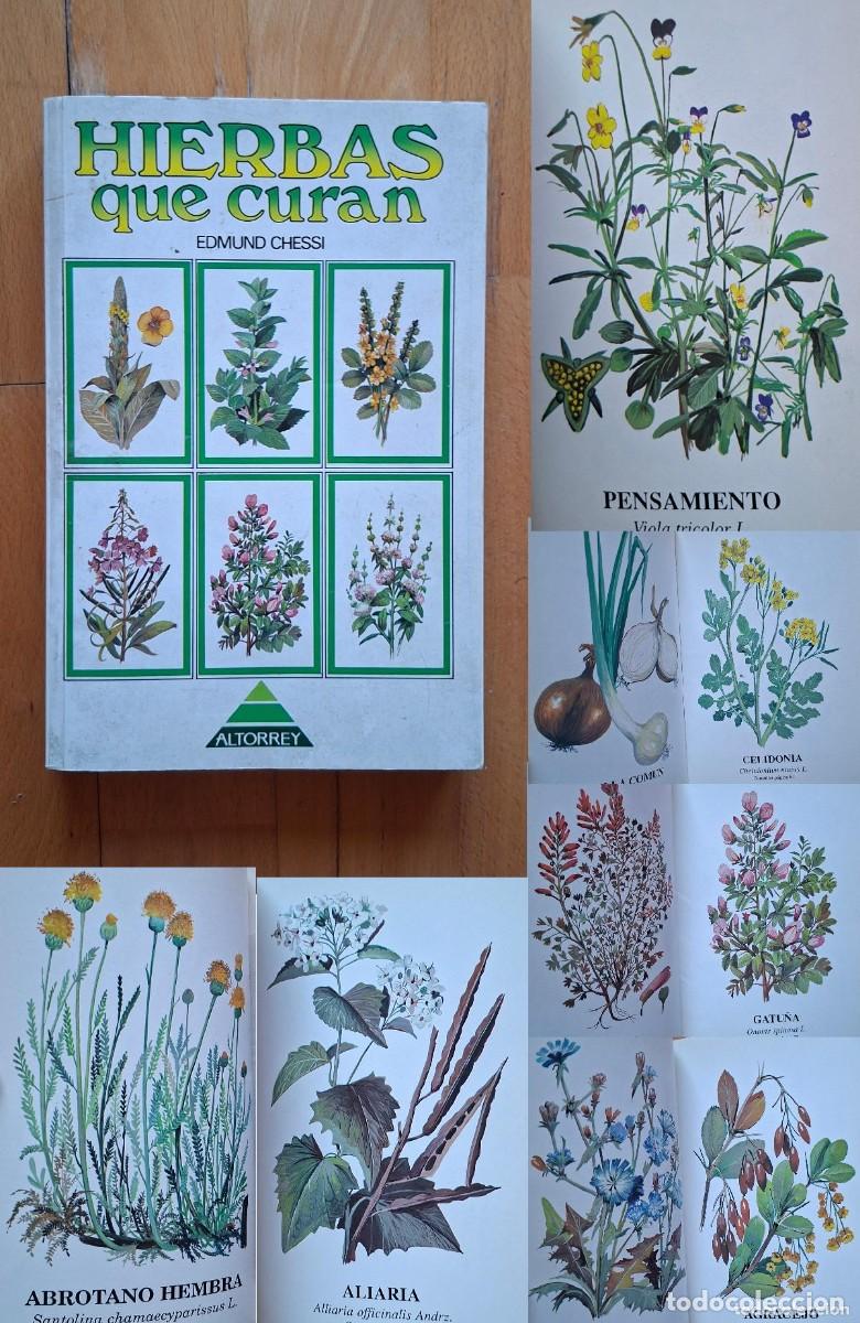 Libri di seconda mano: HIERBAS QUE CURAN - EDMUNDO CHESSI - ALTORREY - DIBUJOS LITOGR&Aacute;FICOS
