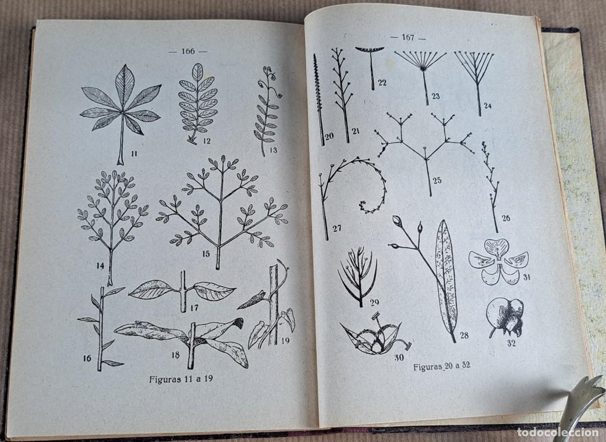 Libros de segunda mano: Elementos de Sistem&aacute;tica Vegetal &middot; A. Caballero &middot; Librer&iacute;a Bosch &middot; ca. 1940 - Foto 6