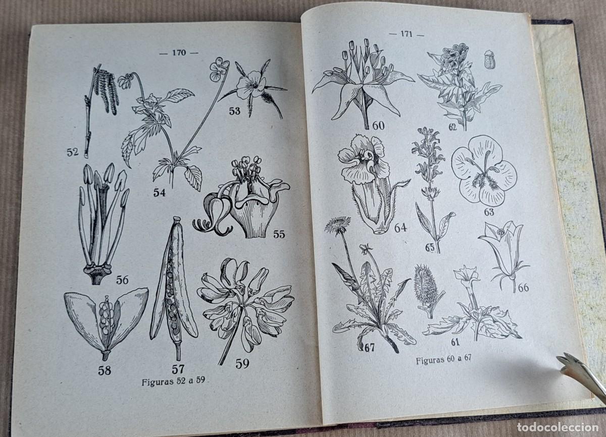 Libros de segunda mano: Elementos de Sistem&aacute;tica Vegetal &middot; A. Caballero &middot; Librer&iacute;a Bosch &middot; ca. 1940 - Foto 7