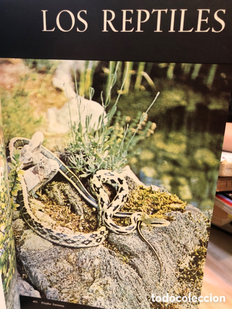 Gebrauchte B&uuml;cher: Angus Bellairs. Los Reptiles. Tomo 2