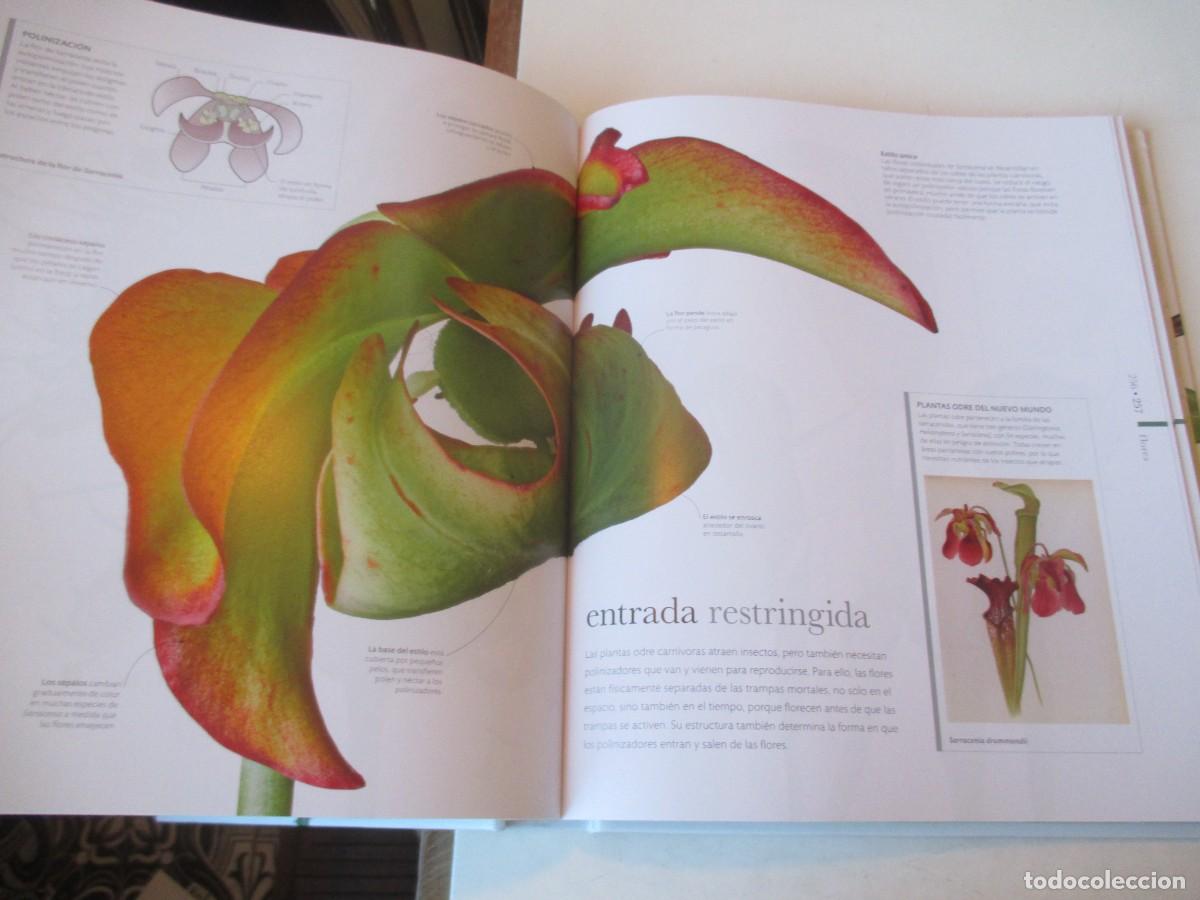 Libros de segunda mano: FLORA El mundo de las plantas W42004 - Foto 3