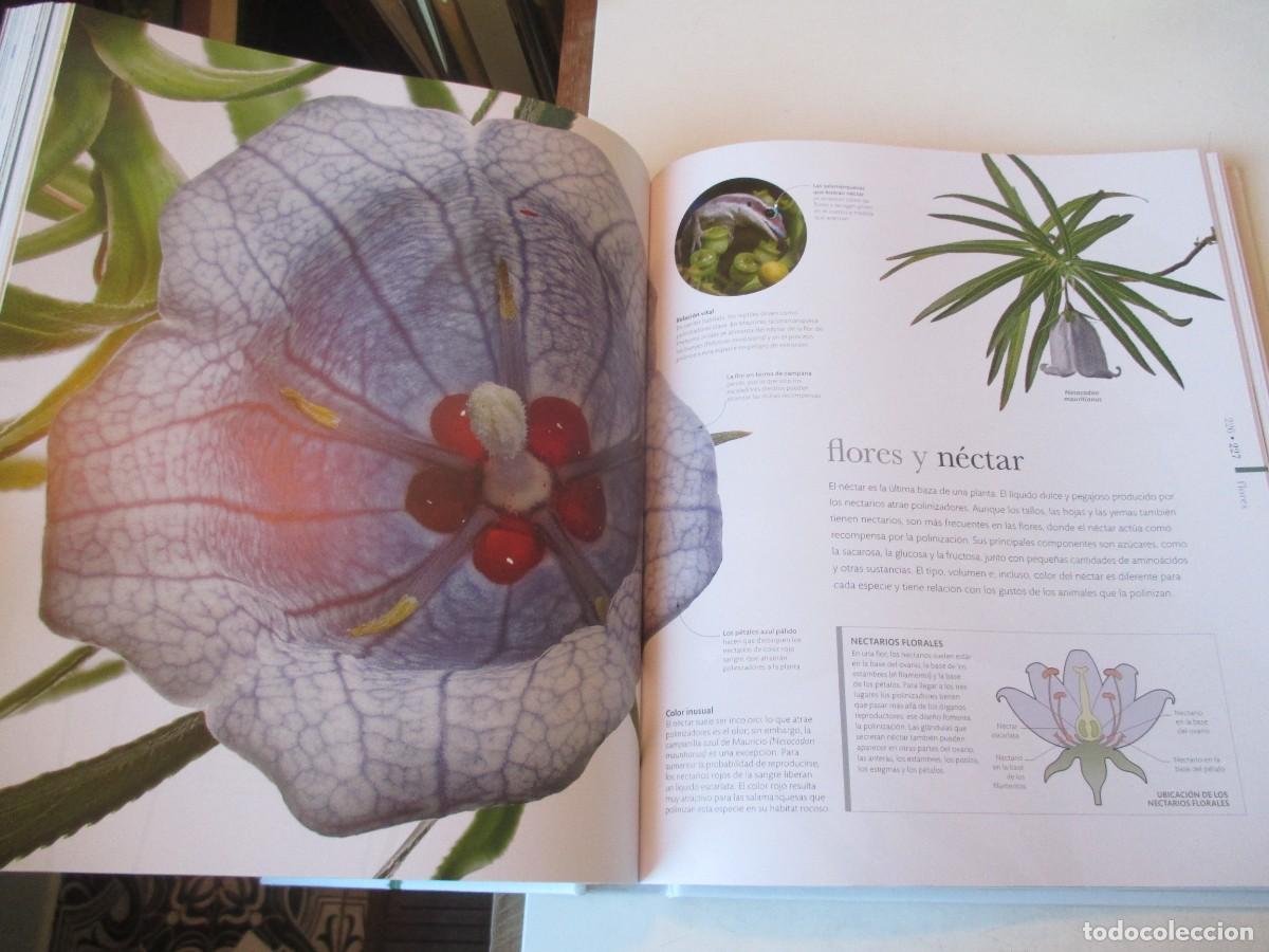 Libros de segunda mano: FLORA El mundo de las plantas W42004 - Foto 4