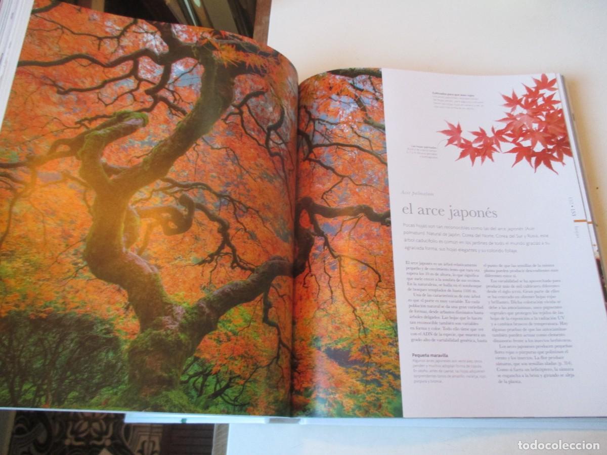 Libros de segunda mano: FLORA El mundo de las plantas W42004 - Foto 5