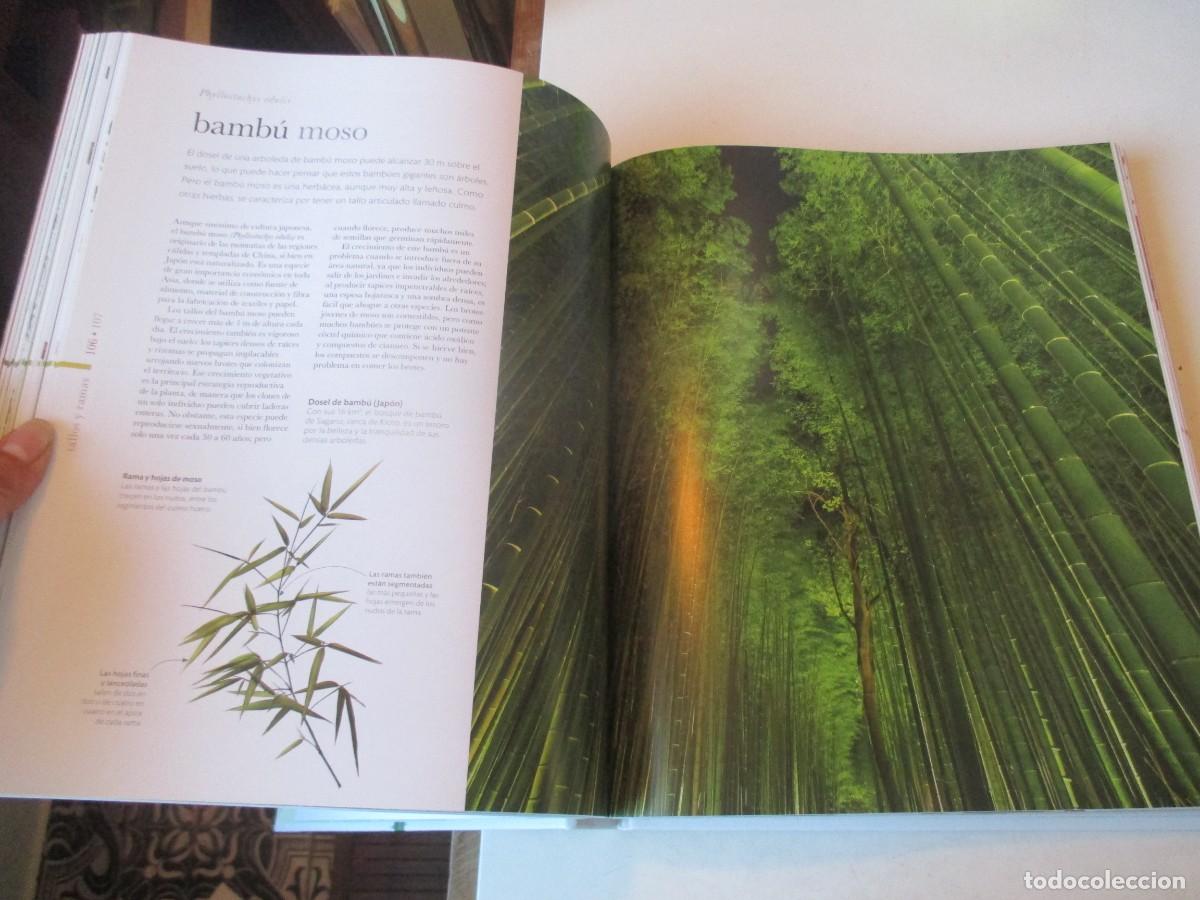 Libros de segunda mano: FLORA El mundo de las plantas W42004 - Foto 6