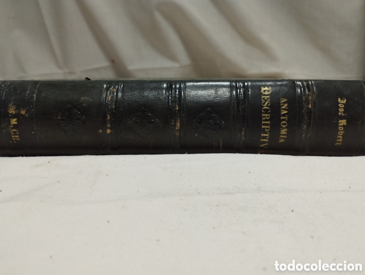 Libros de segunda mano: Anatom&iacute;a descriptiva de los animales dom&eacute;sticos. Jos&eacute; Robert, 1898 - Foto 3