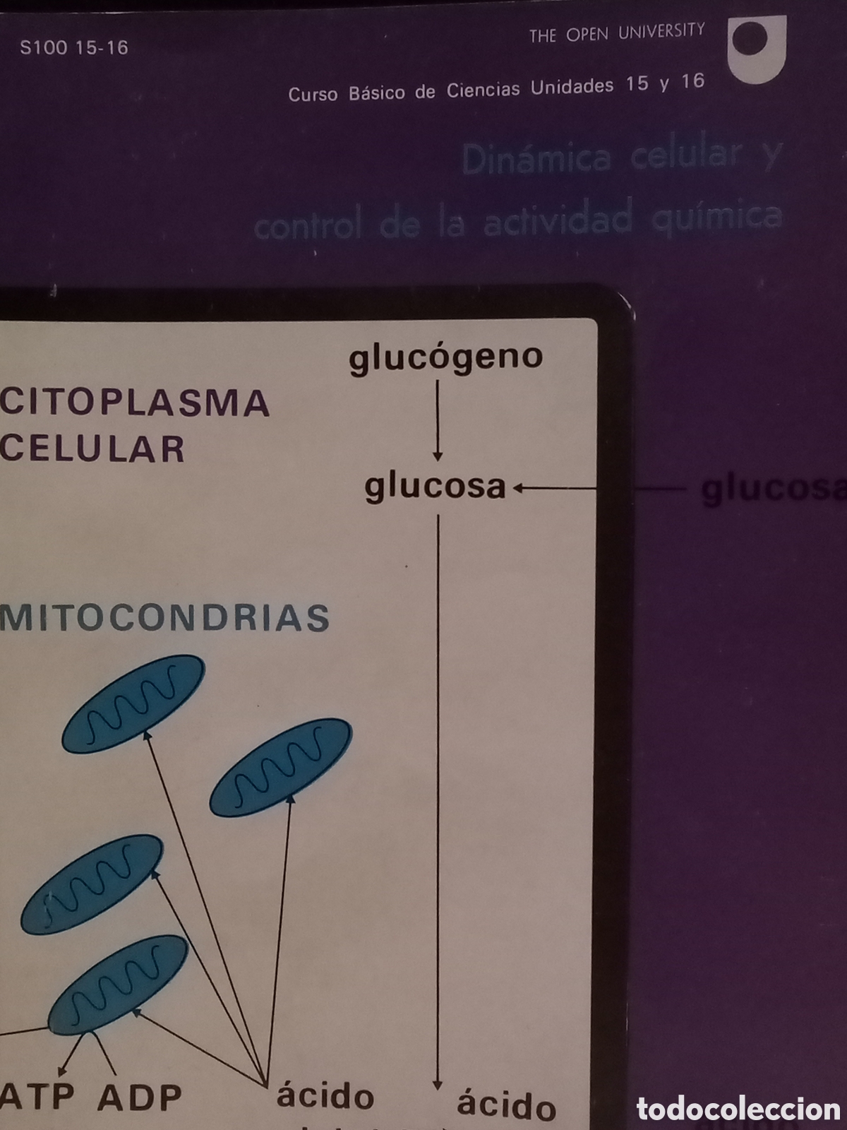 Gebrauchte B&uuml;cher der Wissenschaften: Curso B&aacute;sico de Ciencias Unidades 15 y 16. Din&aacute;mica celular y control de la actividad qu&iacute;mica