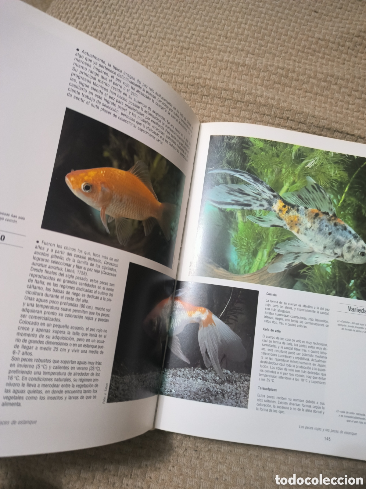 Libros de segunda mano: Peces y acuarios. Autor Charles Masson - Foto 4