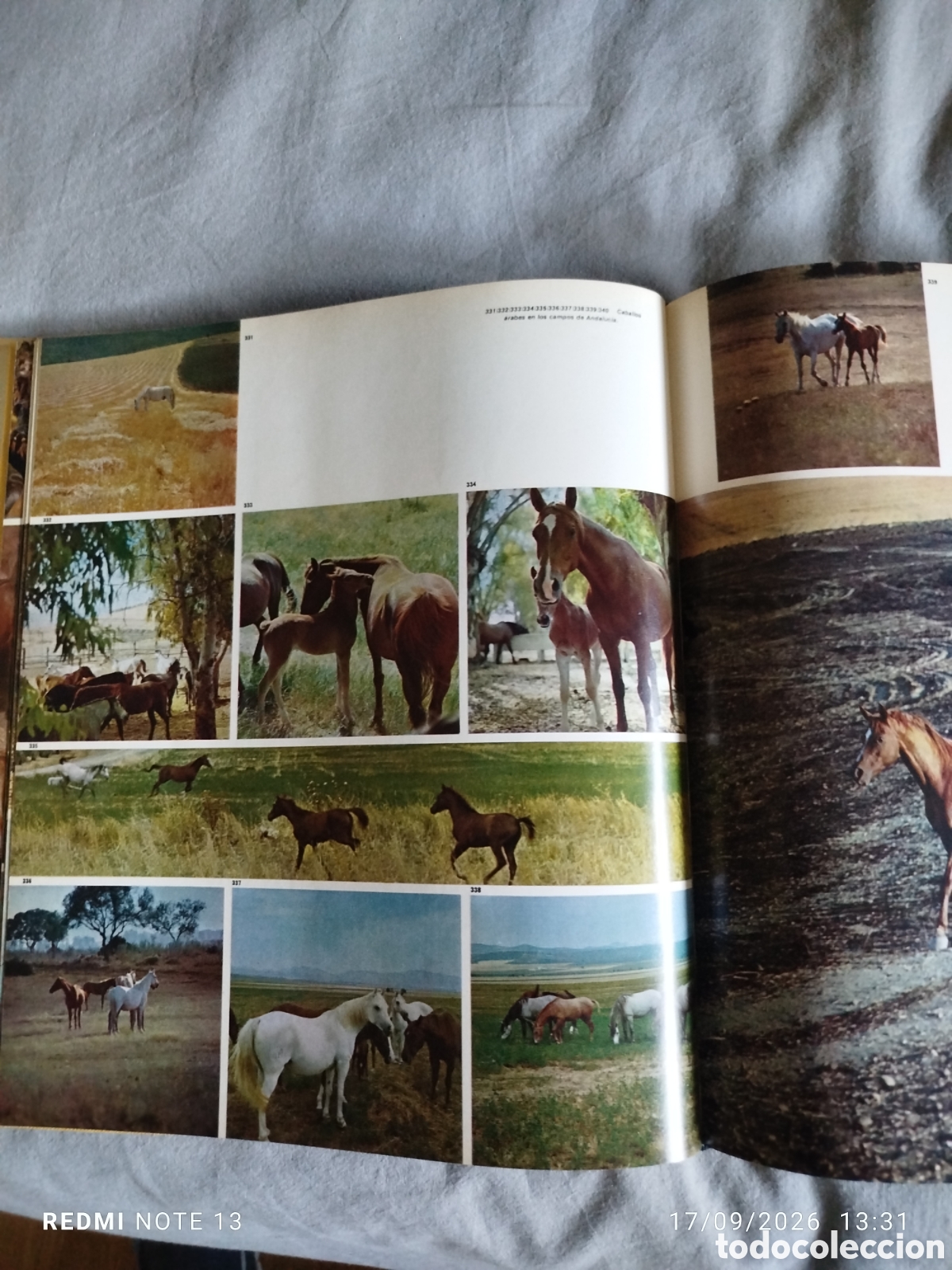 Libros de segunda mano: El caballo en Espa&ntilde;a 1975 - Foto 4