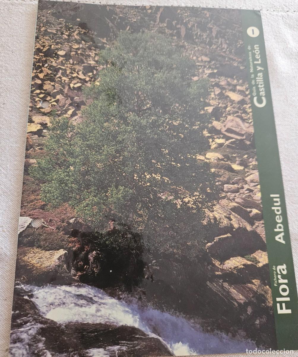 Libros de segunda mano: Ficha 1/2 Flora de Gu&iacute;a de la Naturaleza de Castilla Le&oacute;n - Fichero de Flora y Fauna - abedul acebo