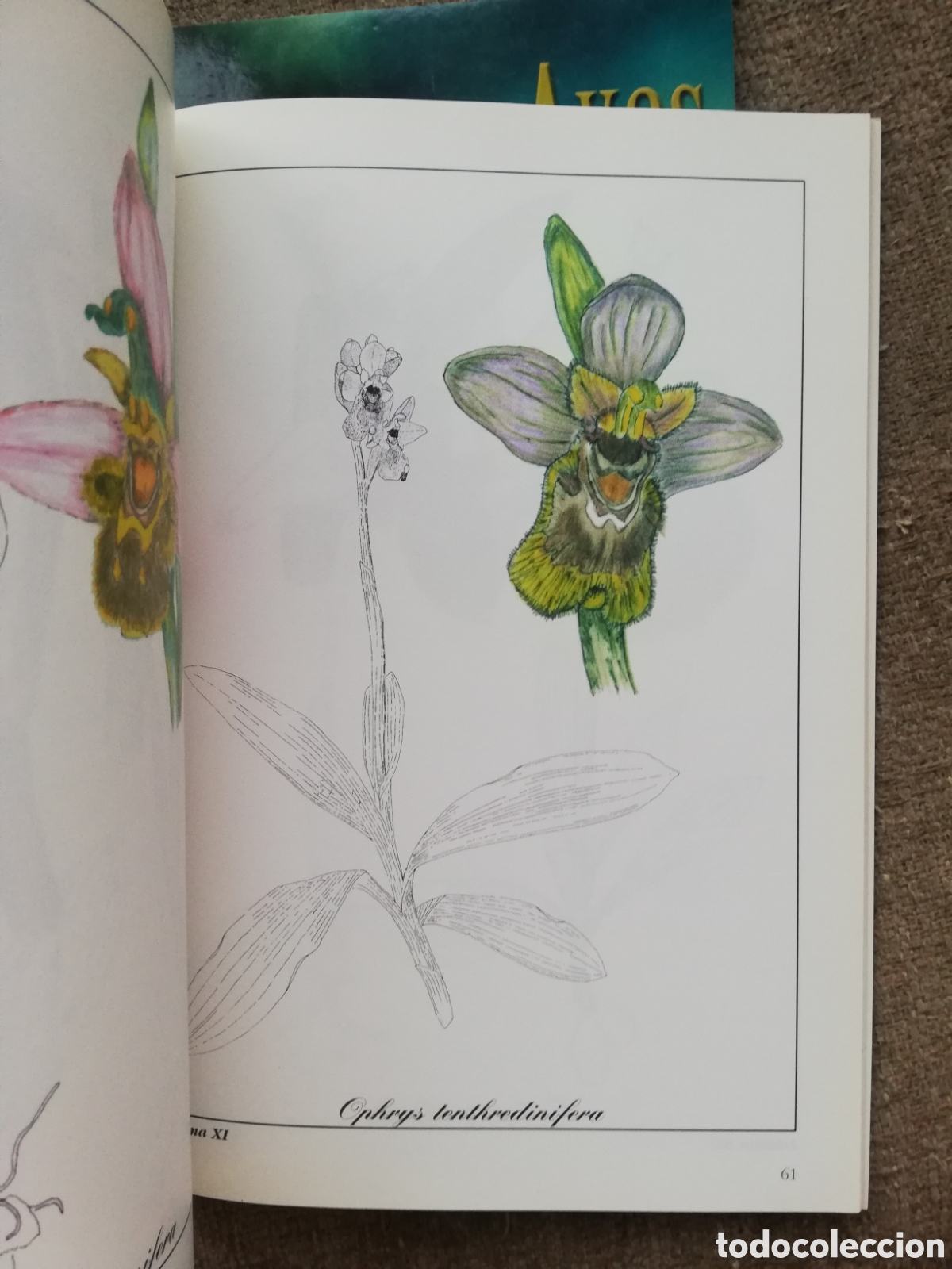 Libros de segunda mano: Lote Aves urbanas y Orquideas de Murcia - Foto 4