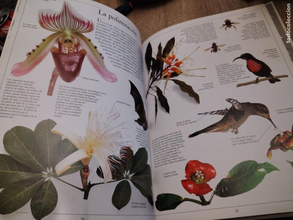 Libros de segunda mano: La selva -biblioteca visual altea - Foto 5