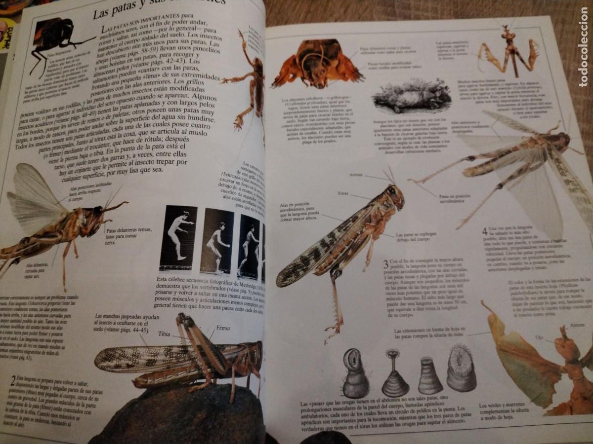 Libros de segunda mano: Los insectos : biblioteca visual altea - Foto 5