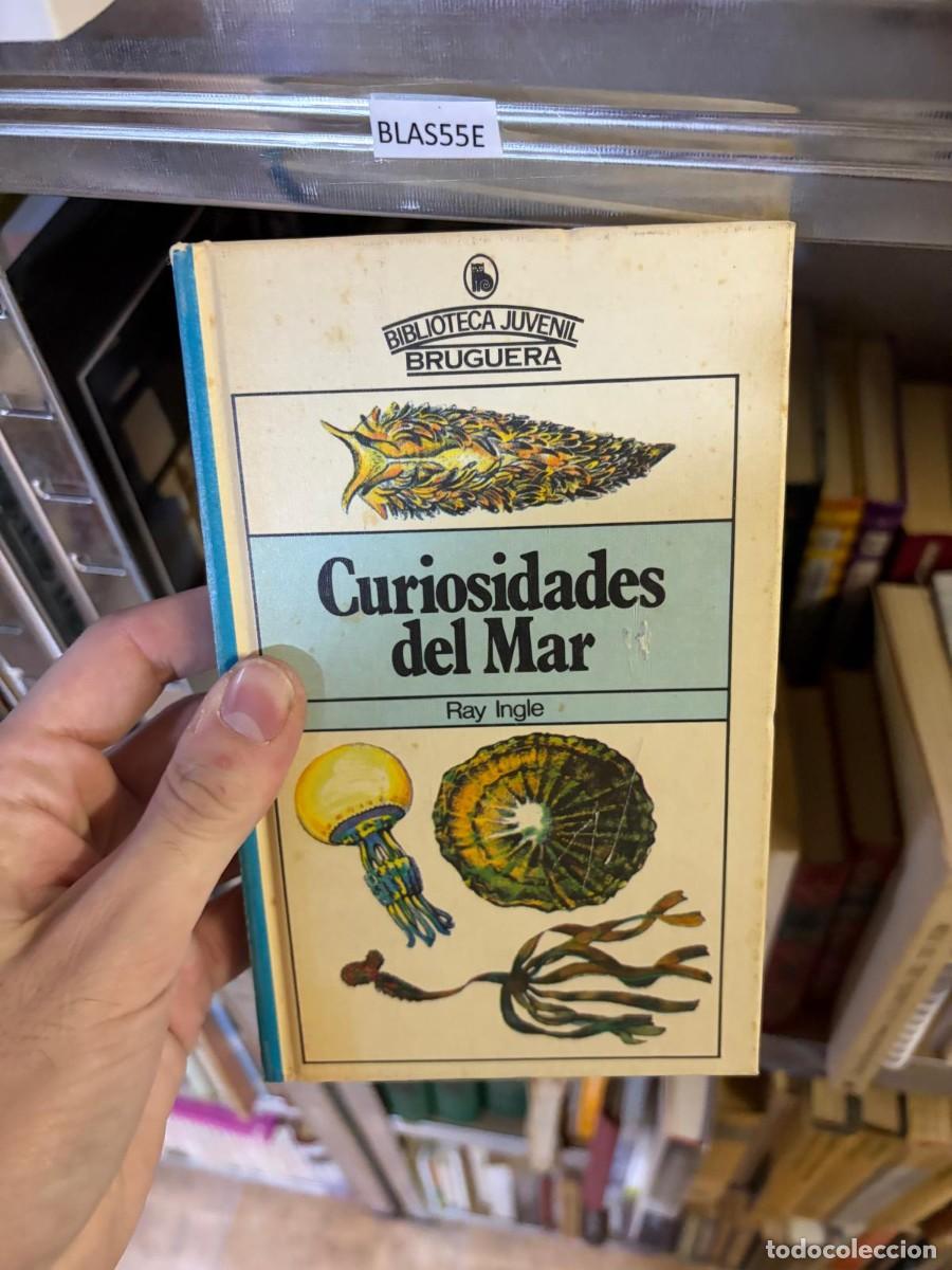 Libros de segunda mano: BLAS55E CURIOSIDADES DEL MAR, Ray Ingle, Biblioteca Juvenil Bruguera