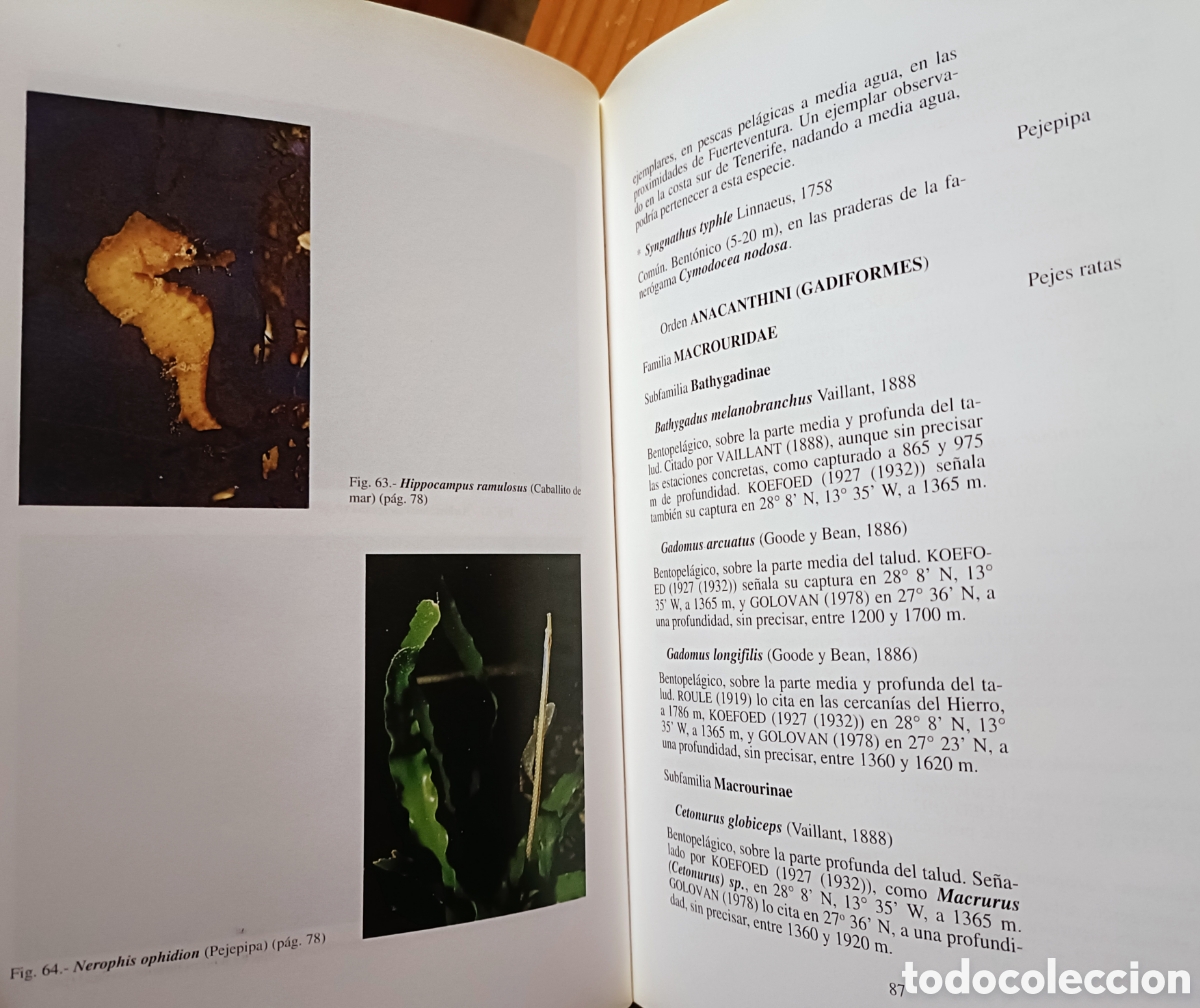 Libros de segunda mano: Cat&aacute;logo de los peces de las Islas Canarias - Foto 5