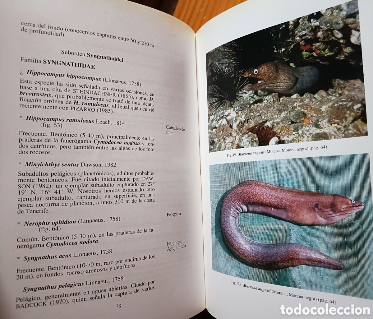 Libros de segunda mano: Cat&aacute;logo de los peces de las Islas Canarias - Foto 6