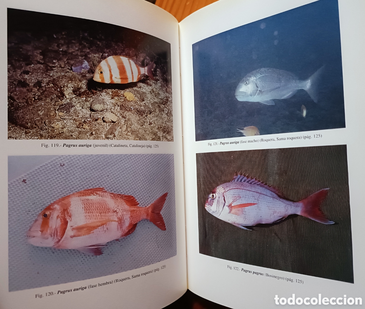 Libros de segunda mano: Cat&aacute;logo de los peces de las Islas Canarias - Foto 7