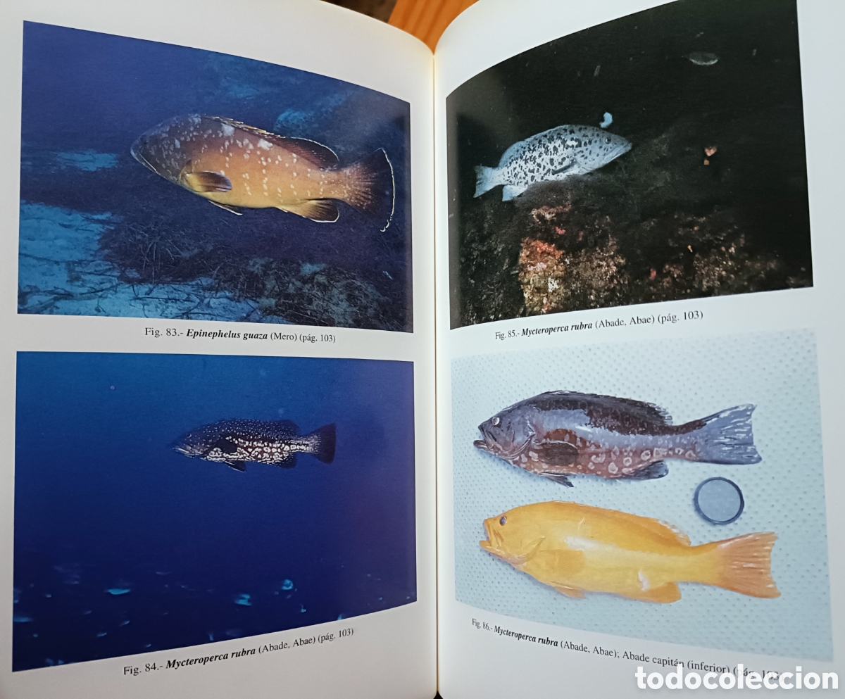 Libros de segunda mano: Cat&aacute;logo de los peces de las Islas Canarias - Foto 8