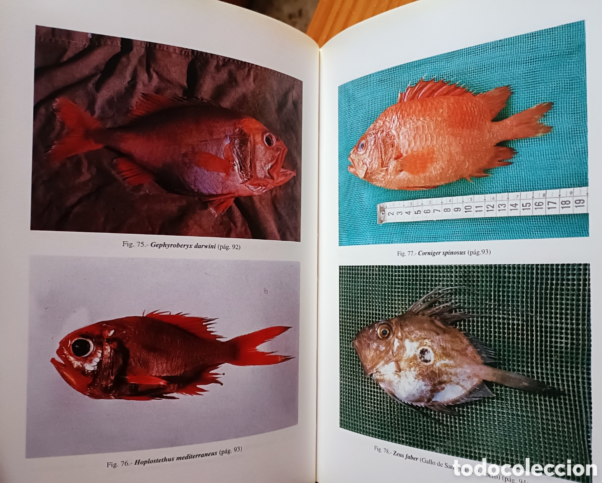 Libros de segunda mano: Cat&aacute;logo de los peces de las Islas Canarias - Foto 9