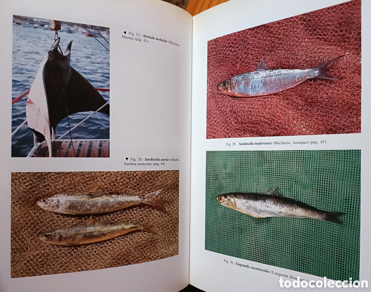 Libros de segunda mano: Cat&aacute;logo de los peces de las Islas Canarias - Foto 10