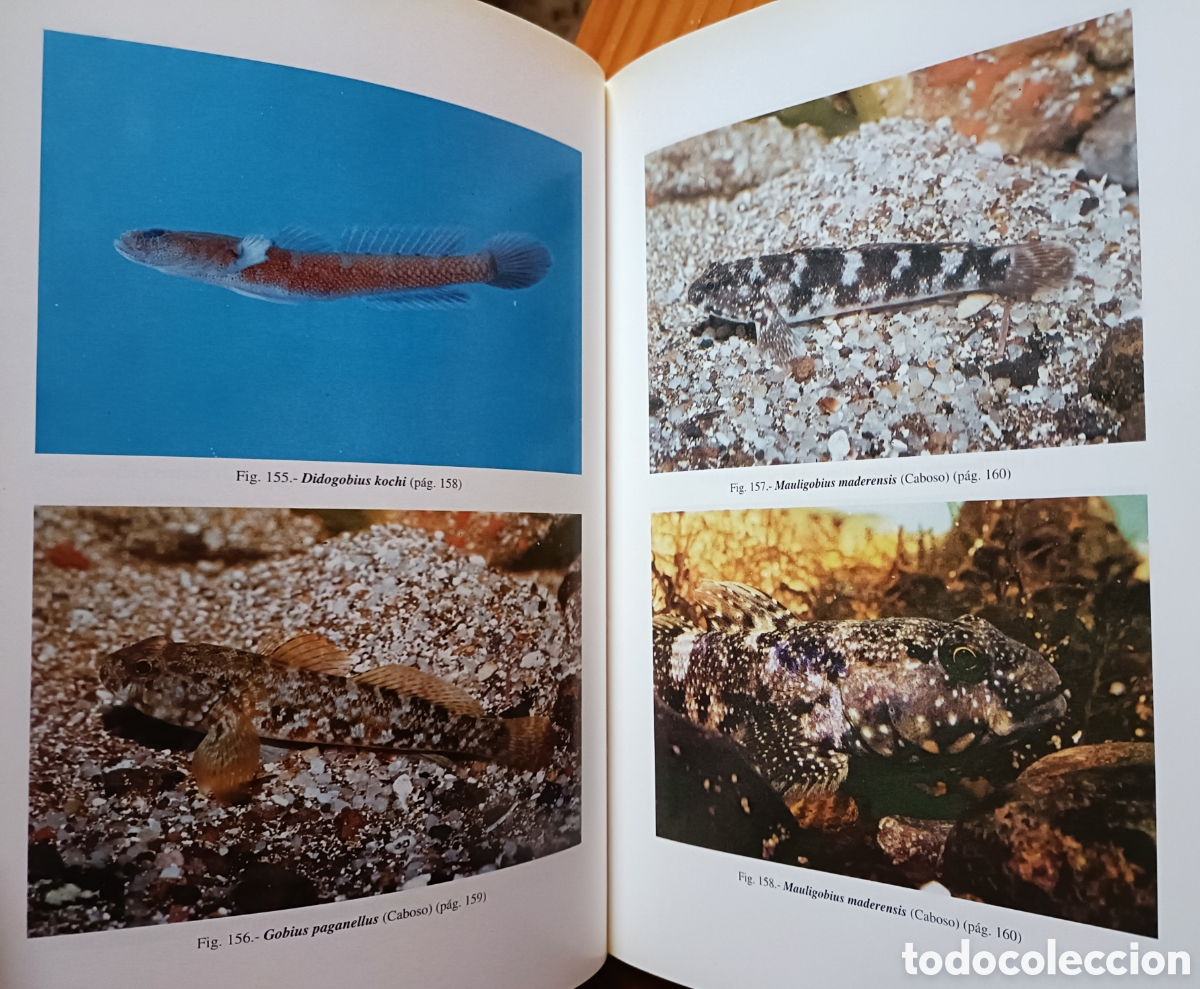 Libros de segunda mano: Cat&aacute;logo de los peces de las Islas Canarias - Foto 11