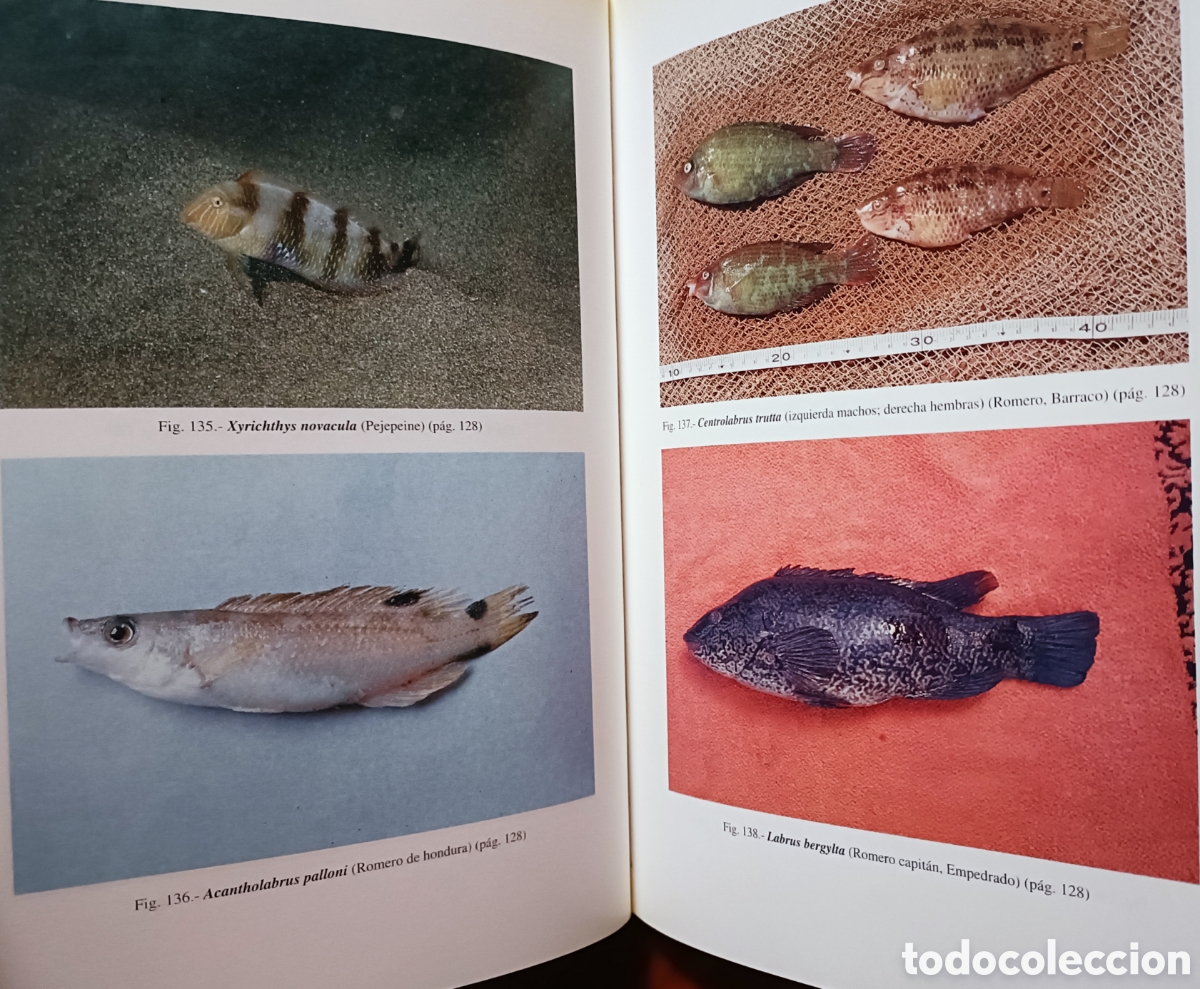 Libros de segunda mano: Cat&aacute;logo de los peces de las Islas Canarias - Foto 12