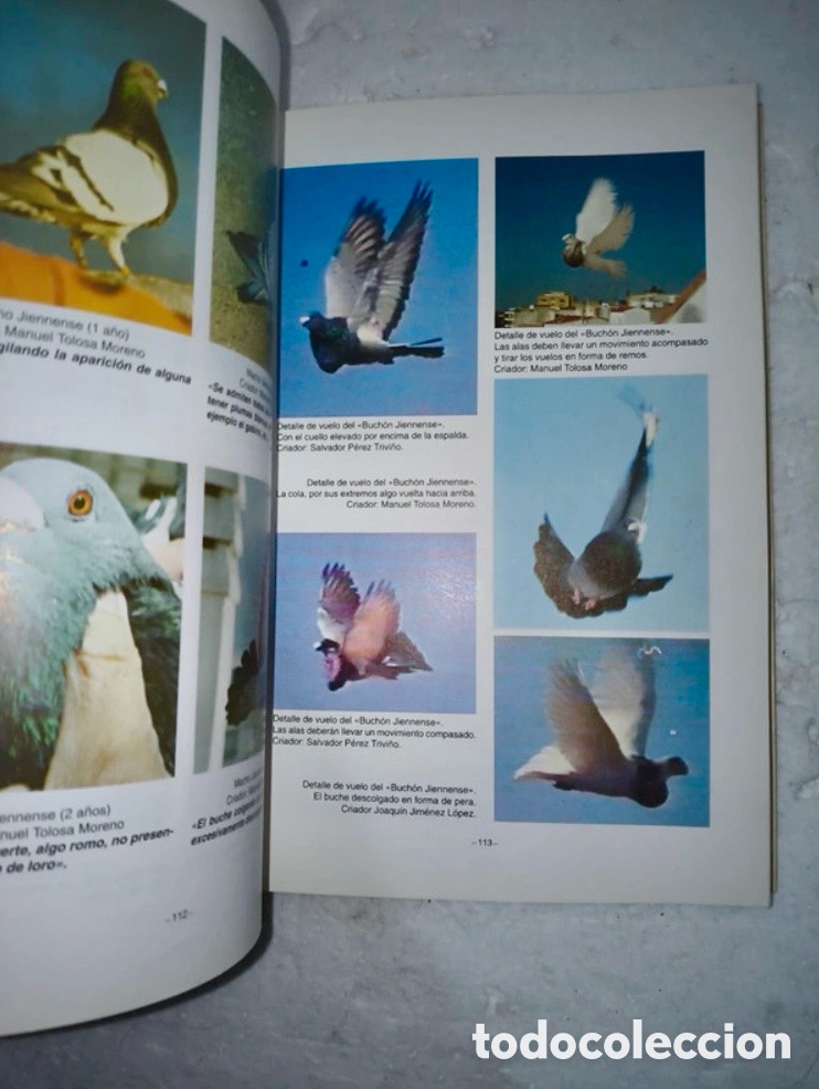 Libros de segunda mano: PALOMAS DE RAZA BUCHONAS ESPA&Ntilde;OLAS - Foto 2