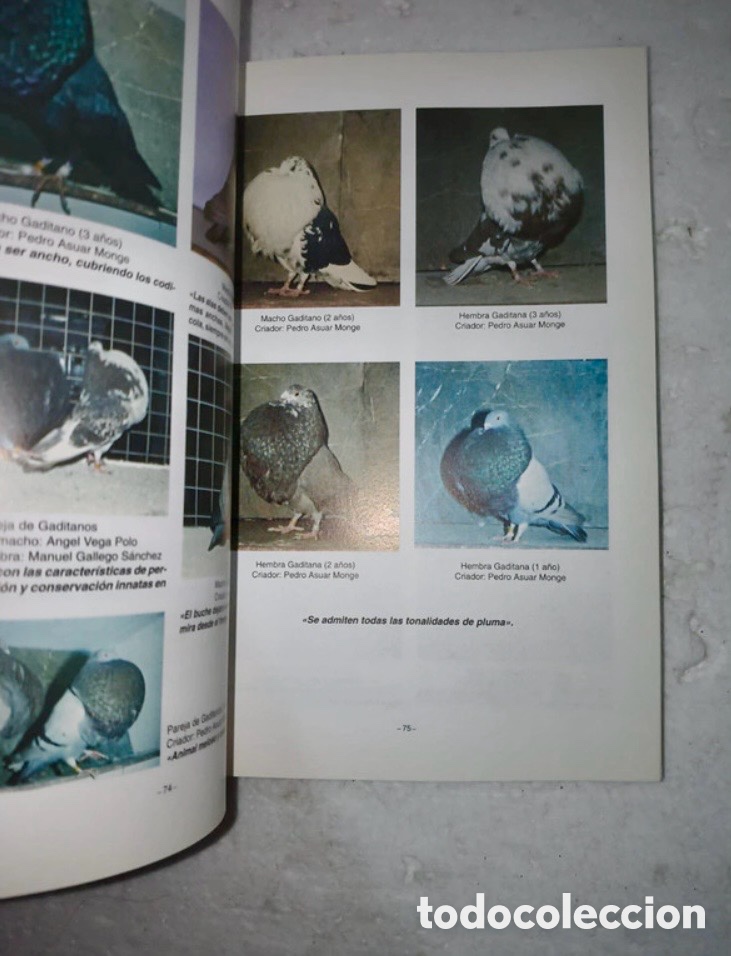 Libros de segunda mano: PALOMAS DE RAZA BUCHONAS ESPA&Ntilde;OLAS - Foto 4