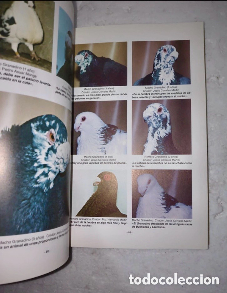 Libros de segunda mano: PALOMAS DE RAZA BUCHONAS ESPA&Ntilde;OLAS - Foto 5