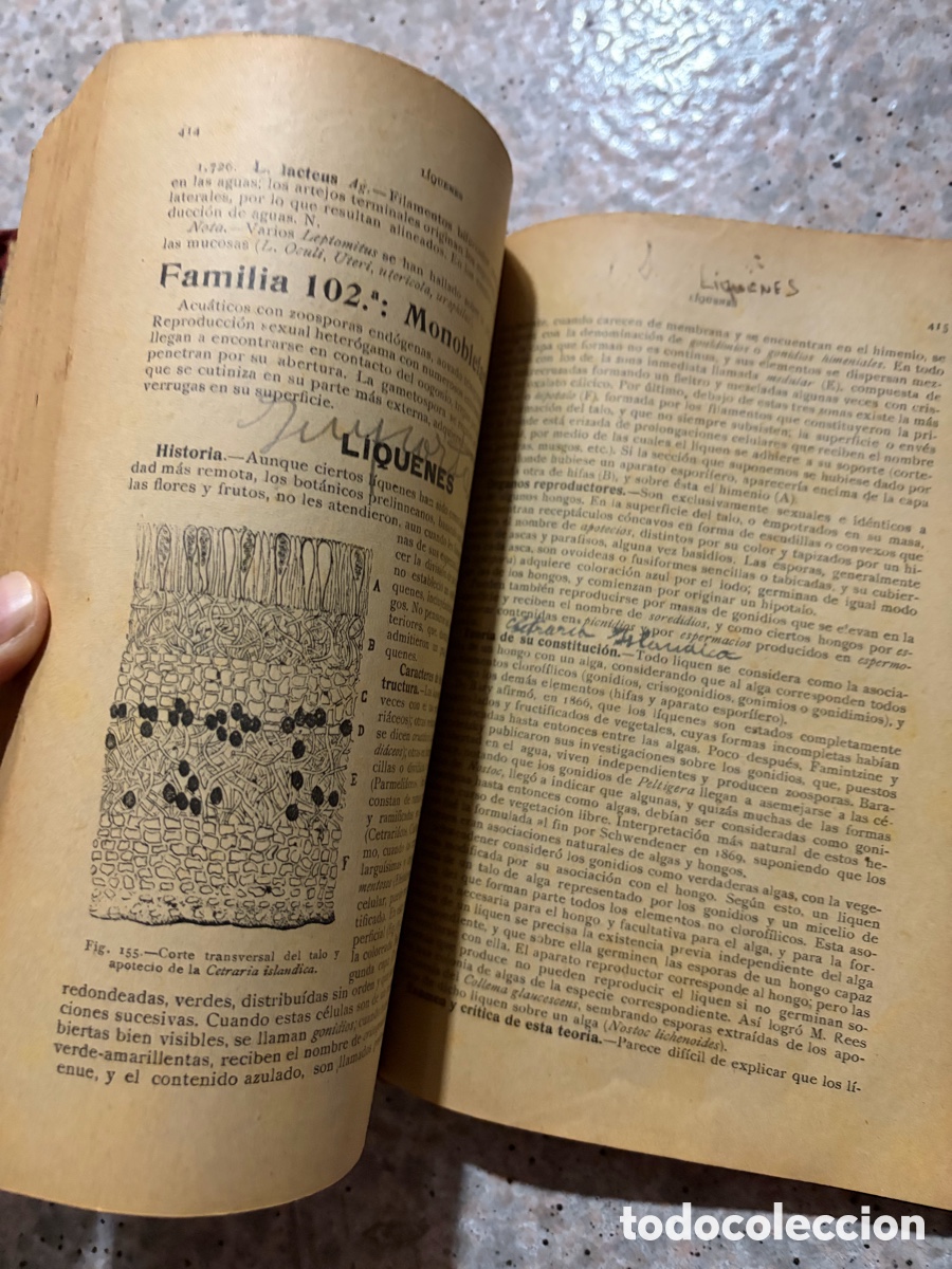 Libros de segunda mano: Blas93C l&aacute;zaro - bot&aacute;nica descriptiva - 1920 - Foto 8