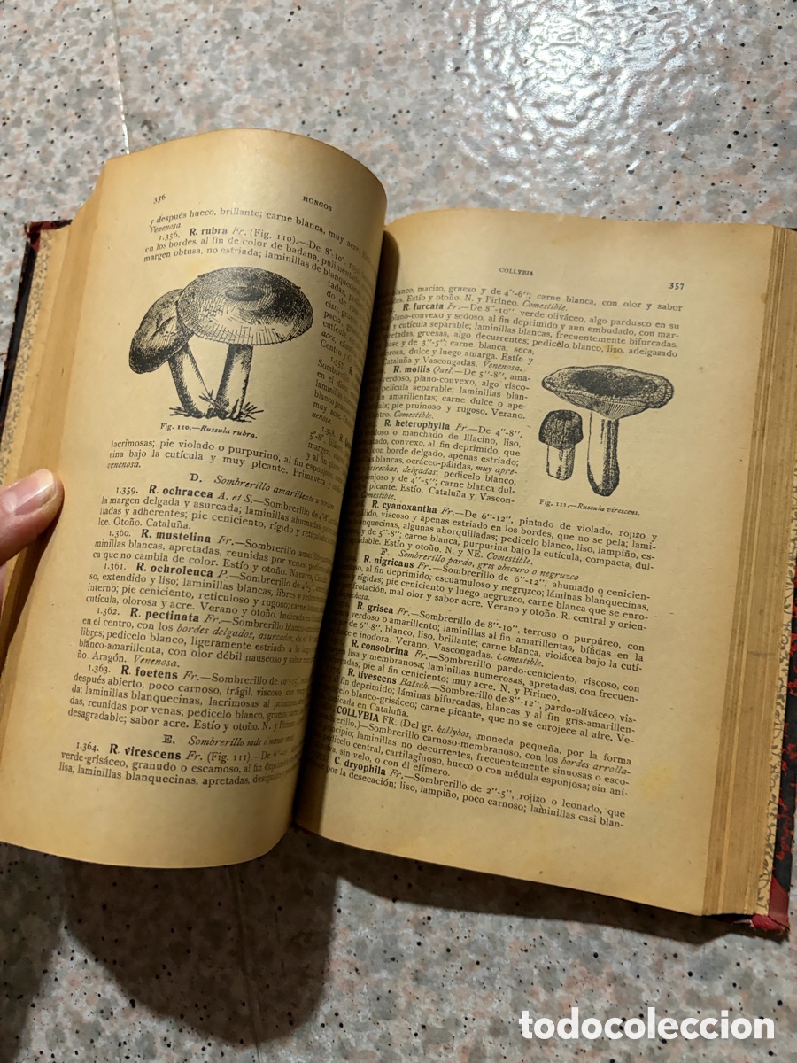 Libros de segunda mano: Blas93C l&aacute;zaro - bot&aacute;nica descriptiva - 1920 - Foto 9