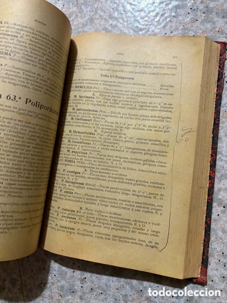 Libros de segunda mano: Blas93C l&aacute;zaro - bot&aacute;nica descriptiva - 1920 - Foto 10