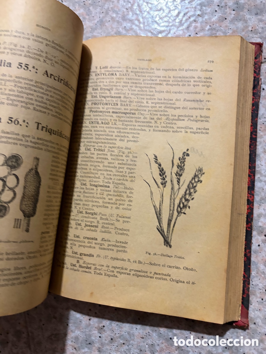 Libros de segunda mano: Blas93C l&aacute;zaro - bot&aacute;nica descriptiva - 1920 - Foto 11