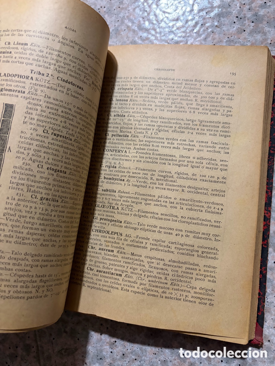 Libros de segunda mano: Blas93C l&aacute;zaro - bot&aacute;nica descriptiva - 1920 - Foto 12