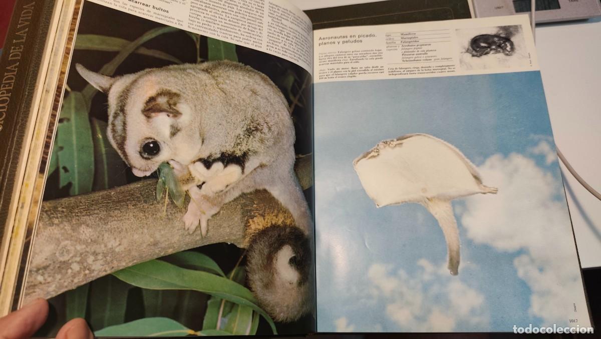 Libros de segunda mano: GRAN ZOO - ENCICLOPEDIA DE LA VIDA ANIMAL - 464 PAGINA POR TOMO - BRUGUERA 1974 - LEER - TOMO 4