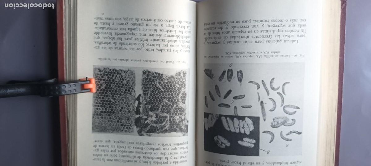 Libros de segunda mano: CARTILLA DEL COLMENERO -1951 -JAVIER CABEZAS - Foto 4