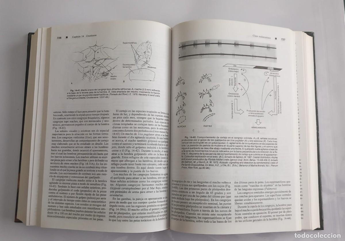 Libros de segunda mano: Zoolog&iacute;a de los invertebrados Ruppert y Barnes. 6&ordf; Edici&oacute;n. - Foto 2