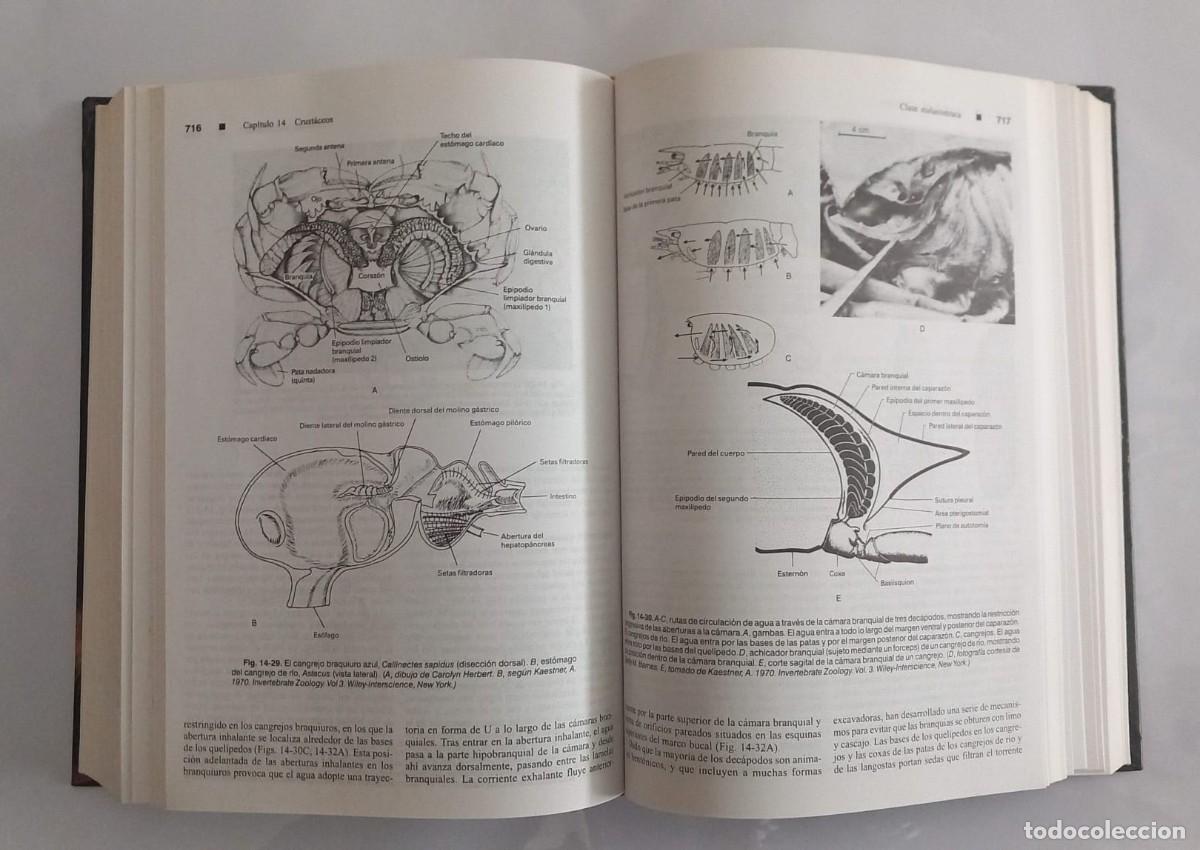 Libros de segunda mano: Zoolog&iacute;a de los invertebrados Ruppert y Barnes. 6&ordf; Edici&oacute;n. - Foto 3