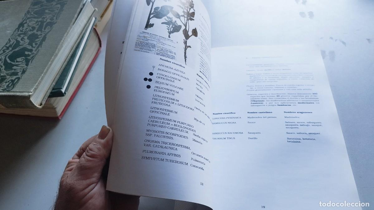Libros de segunda mano: BOTANICA POPULAR ARAGONESA / VVAA / GARA 61 - Foto 16