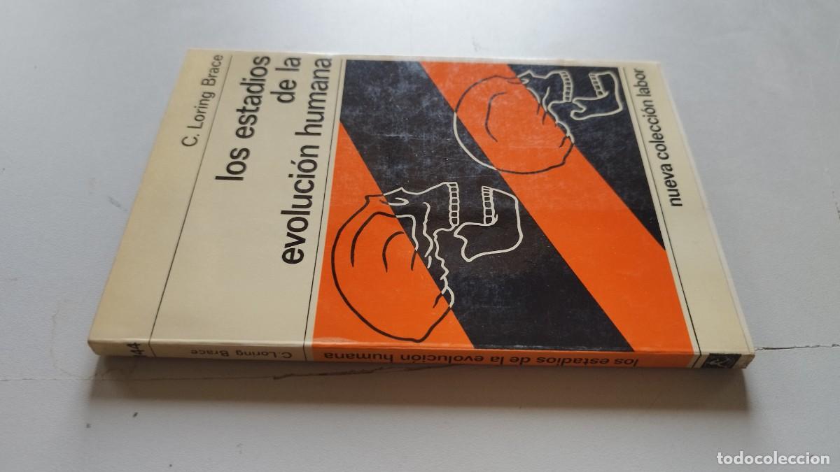 Libros de segunda mano: LOS ESTADIOS DE LA EVOLUCION HUMANA / C.LORING BRACE / GV 70 / LABOR