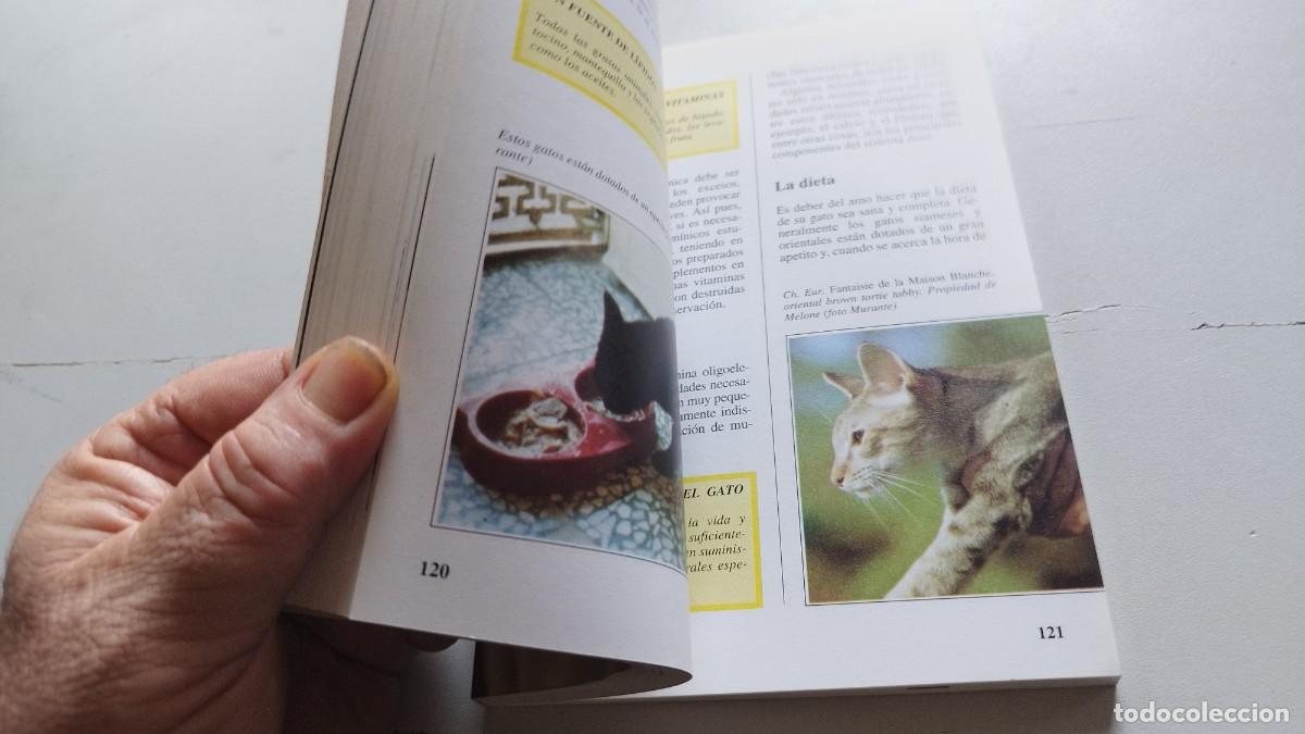 Libros de segunda mano: EL GATO SIAMES / AMELIA MURANTE / GV 70 / DE VECCHI - Foto 12