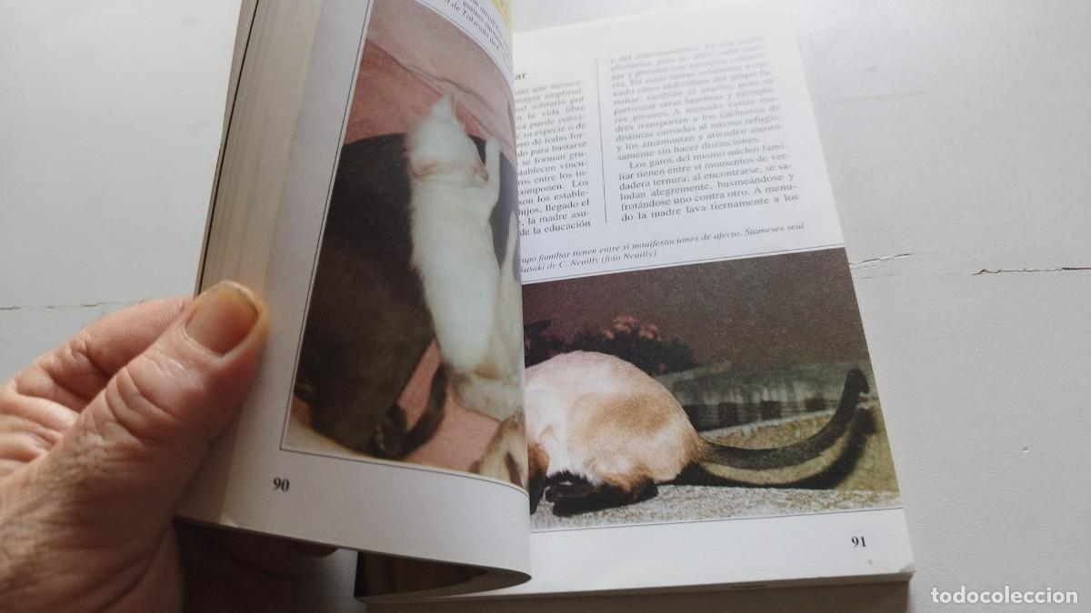 Libros de segunda mano: EL GATO SIAMES / AMELIA MURANTE / GV 70 / DE VECCHI - Foto 13